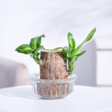Brazilian Wood Plant