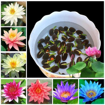 Premium Lotus Seeds